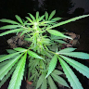 Meet your Posher, Luciano